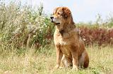 DOGUE DU TIBET 046